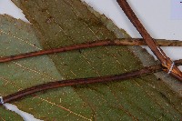 雙扇蕨藏品圖，第5張