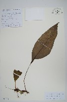 登錄號:P010743藏品圖，第1張