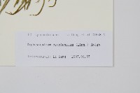 木賊葉石松藏品圖，第2張