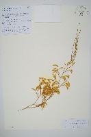 木賊葉石松藏品圖，第1張