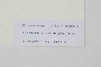 木賊葉石松藏品圖，第2張