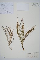 問荊藏品圖，第1張