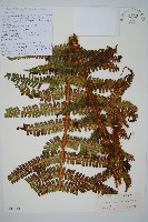 登錄號:P010748藏品圖，第1張