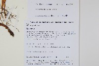 兩色瓦葦藏品圖，第2張