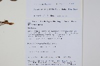 大果假瘤蕨藏品圖，第2張