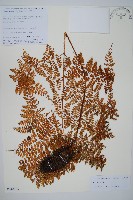 登錄號:P010753藏品圖，第1張