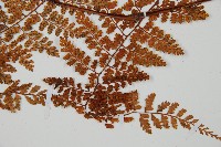 登錄號:P010753藏品圖，第3張