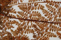 登錄號:P010753藏品圖，第4張