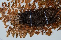 登錄號:P010753藏品圖，第5張