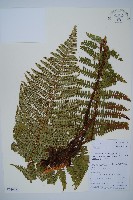 登錄號:P010754藏品圖，第1張