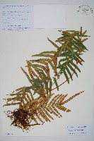 登錄號:P010755藏品圖，第1張