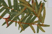 登錄號:P010755藏品圖，第3張