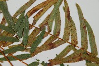 登錄號:P010755藏品圖，第4張