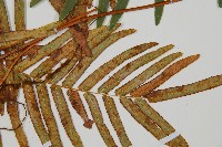 登錄號:P010755藏品圖，第5張