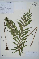 登錄號:P010757藏品圖，第1張