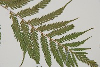 登錄號:P010757藏品圖，第3張