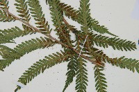 登錄號:P010757藏品圖，第4張