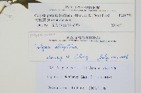 大線蕨藏品圖，第2張