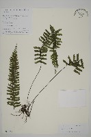 鞭葉鐵線蕨藏品圖，第1張