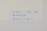 鞭葉鐵線蕨藏品圖，第2張