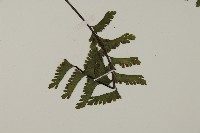 鞭葉鐵線蕨藏品圖，第3張