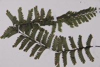 鞭葉鐵線蕨藏品圖，第4張