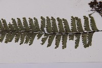 鞭葉鐵線蕨藏品圖，第5張