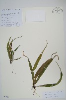 尖嘴蕨藏品圖，第1張