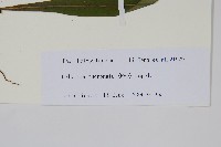 尖嘴蕨藏品圖，第2張