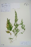 密葉卷柏藏品圖，第1張