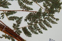 紅線蕨藏品圖，第3張