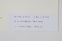 密葉卷柏藏品圖，第1張