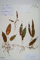 白莖假瘤蕨藏品圖，第1張