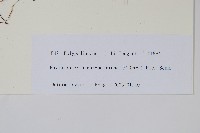 白莖假瘤蕨藏品圖，第2張