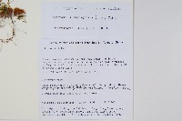 登錄號:P010767藏品圖，第2張