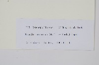 毛蕗蕨藏品圖，第2張