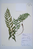 單邊鐵角蕨藏品圖，第1張