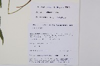 單邊鐵角蕨藏品圖，第2張