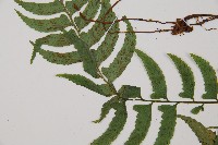 單邊鐵角蕨藏品圖，第3張