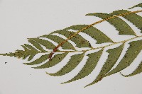 單邊鐵角蕨藏品圖，第4張