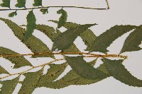 單邊鐵角蕨藏品圖，第5張