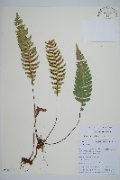 雉尾烏毛蕨藏品圖，第1張