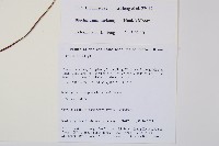 雉尾烏毛蕨藏品圖，第2張