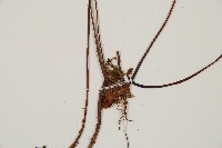 雉尾烏毛蕨藏品圖，第3張