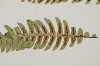 雉尾烏毛蕨藏品圖，第4張