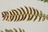 雉尾烏毛蕨藏品圖，第5張