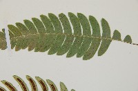 雉尾烏毛蕨藏品圖，第6張