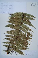 登錄號:P010772藏品圖，第1張