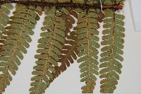 登錄號:P010772藏品圖，第3張