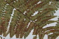 登錄號:P010772藏品圖，第4張